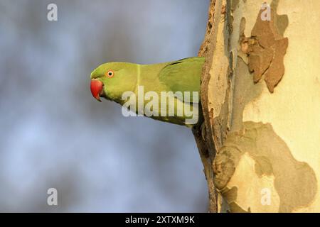 Rosenringsittich, Ringsittich, (Psittacula krameri), Luisenpark, Mannheim, Baden-Württemberg, Deutschland, Europa Stockfoto