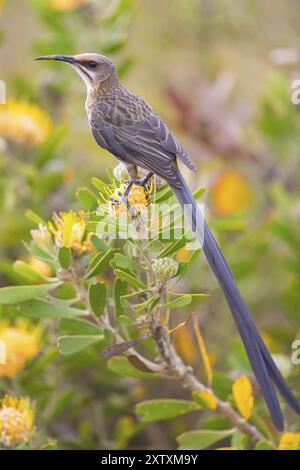 Cape Sugamarbird (Promerops cafer), Harold Porter National Botanical Gardens, Betty's Bay, Western Cape, Südafrika, Afrika Stockfoto