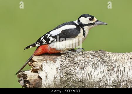 Großspecht (Dendrocopos Major), Weibchen auf einem Birkenstamm sitzend, Tiere, Vögel, Spechte, Wilnsdorf, Nordrhein-Westfalen, Deutschland Stockfoto