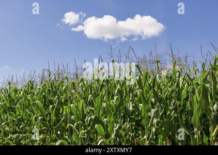 Symbolbild, erneuerbare Energien, Maispflanzen, Biogasanlage, Futtermais, Wolken, Detail, unreif, Baden-Württemberg, Deutschland, Europa Stockfoto