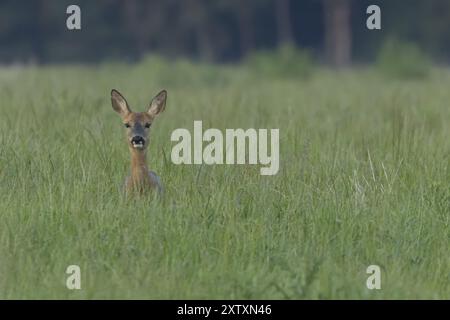 Rehe (Capreolus capreolus) ausgewachsenes weibliches Reh auf einem Ackerland-Grasfeld im Sommer, Suffolk, England, Vereinigtes Königreich, Europa Stockfoto