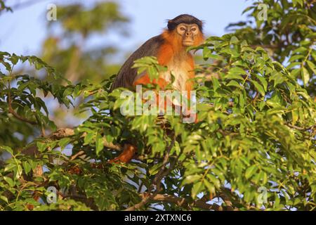 Westlicher roter Colobus (Piliocolobus badius), Primaten, Janjabureh Bootsfahrt, Janjabureh, South Bank, Gambia, Afrika Stockfoto