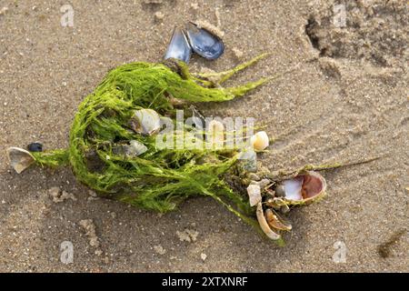 Algen und Muscheln am Sandstrand, Wyk, Foehr, Nordseeinsel, Nordfriesland, Schleswig-Holstein, Deutschland, Europa Stockfoto