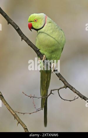 Rosenringsittich, Ringsittich, (Psittacula krameri), Luisenpark, Mannheim, Baden-Württemberg, Deutschland, Europa Stockfoto