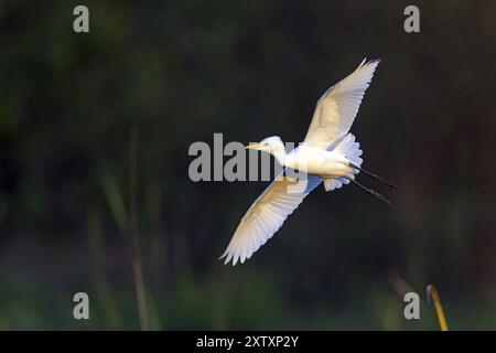 Rinderreiher (Bubulcus ibis), Flugfoto, Raysut, Salalah, Dhofar, Oman, Asien Stockfoto