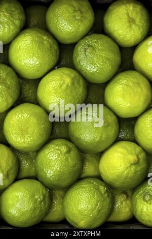 Limette (Citrus x latifolia) Limette Zitrusfrucht ohne Verpackung loses Stück in Ausstellung von Obsthandel Gemüsehandel Lebensmittel Lebensmittel Lebensmittel Lebensmittel Superma Stockfoto