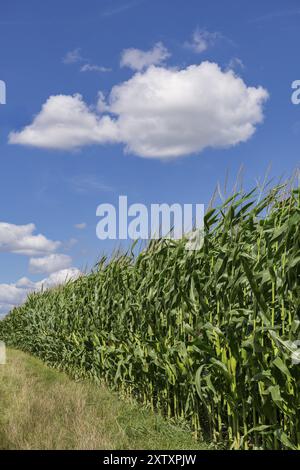 Symbolbild, erneuerbare Energien, Maispflanzen, Feld, Biogasanlage, Futtermais, unreif, Wolken, Baden-Württemberg, Deutschland, Europa Stockfoto