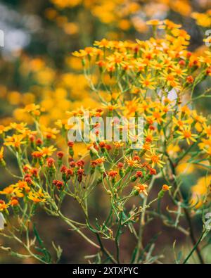 Nahaufnahme von zarten gelben Blumen mit komplexen Details und leuchtenden Farben. Stockfoto