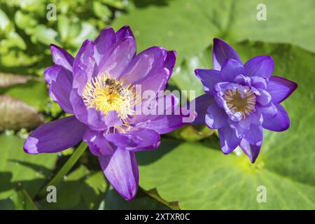 Blau-violette tropische Seerose, Riesenviolett, Honigbiene (APIs mellifera) Baden-Württemberg, Deutschland, Europa Stockfoto