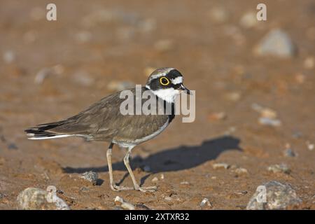 Kleiner Ringpflauer, kleiner Plover, kleiner Plover, Charadrius dubius, Petit Gravelot, Chorlitejo Chico, Derbyshire, Lesbos, Griechenland, Europa Stockfoto