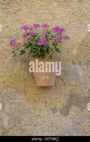 Ein Blumentopf mit rosa Geranien an einer Steinmauer, Provence, Frankreich, Europa Stockfoto