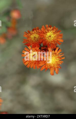 Fuchs- und Jungtiere (Hieracium aurantiacum), mehrere Blüten auf einem Stamm auf einer rauen Wiese, Wilnsdorf, Nordrhein-Westfalen, Deutschland, Europa Stockfoto