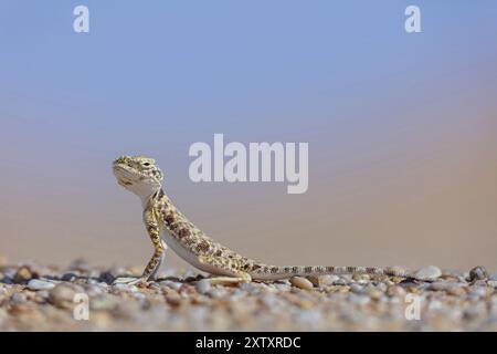 Arabische Kröte (Phrynocephalus arabicu), agame, Eidechse, Reptil, Reptilien, Sand, Wüste, Rub al-Chali, leeres Viertel in der Nähe von Ubar, Salalah, Dhofar Gov Stockfoto