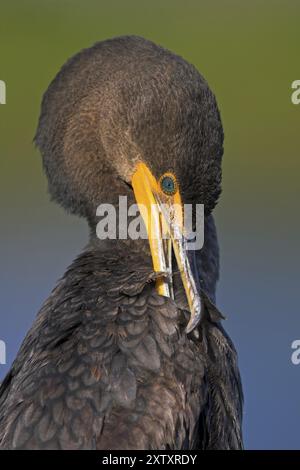 Kormoran, (Phalacrocorax auritus), Familie der Kormorane, Anhinga Trail, Everglades NP, Everglades NP, Florida, USA, Nordamerika Stockfoto