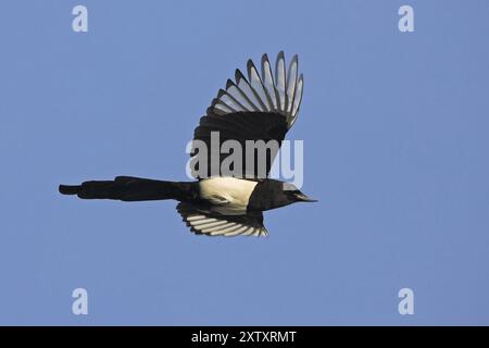 Europäische Elster (Pica pica), Flugfoto, Worms, Worms, Rheinland-Pfalz, Deutschland, Europa Stockfoto