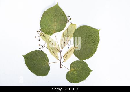 Getrocknete Lindenblätter und -Blumen, Herbarium auf weißem Hintergrund, Draufsicht Stockfoto