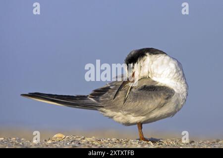 Forster's Seeschwalbe (Sterna forsteri), Bowman's Beach, Sanibel, Florida, USA, Nordamerika Stockfoto