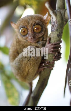 Tarsier, Maki, Tariser, Primate, (Tarsidaee), Asien, Tier, Tiere, Säugetiere, Säugetiere Stockfoto