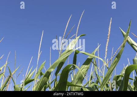 Symbolbild, erneuerbare Energien, Maispflanzen, Biogasanlage, Futtermais, Detail, unreif, Baden-Württemberg, Deutschland, Europa Stockfoto