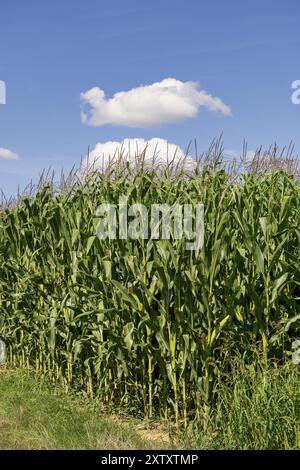 Symbolbild, erneuerbare Energien, Maispflanzen, Feld, Biogasanlage, Futtermais, unreif, Wolken, Baden-Württemberg, Deutschland, Europa Stockfoto