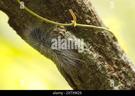 Haarige graue raupe, die auf der Rinde eines Baumes krabbelt Stockfoto