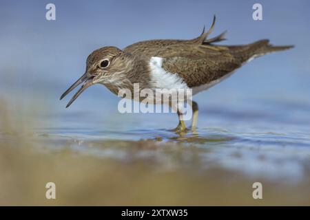 Grünschinken (Tringa nebularia) Chevalier aboyeur, Archibebe Claro, Offstein Abwasserteiche, Villafranca de los Caballeros, Rheinland-Pfalz, G Stockfoto