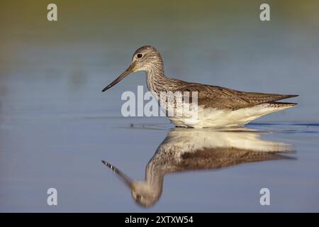 Grünschnecke (Tringa nebularia) Chevalier aboyeur, Archibebe Claro, Offstein Abwasserteiche, Calera Y Chozas, Rheinland-Pfalz, Deutschland, Europa Stockfoto