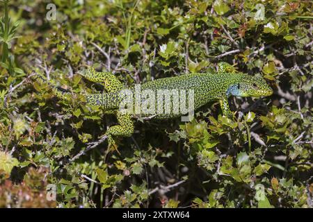 Balkaneidechse (Lacerta trilineata), Eidechse, Reptil (Lacerta bilineata), Lesbos, Lesbos Island, Griechenland, Eusropa, Europa Stockfoto