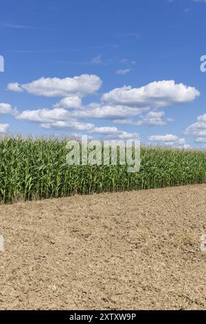 Symbolbild, erneuerbare Energien, Maispflanzen, Feld, Biogasanlage, Futtermais, unreif, Wolken, Baden-Württemberg, Deutschland, Europa Stockfoto