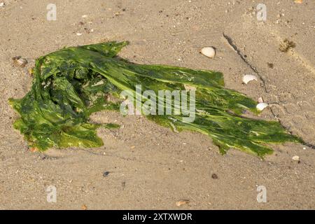 Algen und Muscheln am Sandstrand, Wyk, Foehr, Nordseeinsel, Nordfriesland, Schleswig-Holstein, Deutschland, Europa Stockfoto