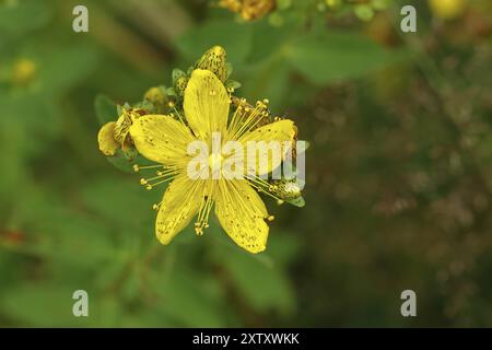 Johanniskraut (Hypericum perforatum), Johanniskraut oder Johanniskraut (Hypericum perforatum), Heilpflanze, blühend, Wiln Stockfoto