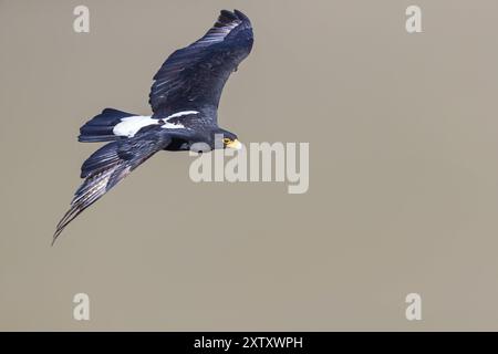 Afrikanischer Schwarzer Adler (Aquila verreauxii), afrikanischer Schwarzer Adler, Verreauxscher Adler, Aigle de Verreaux, Steinbruch Langebaan, Langebaan, Western Cape, South Af Stockfoto