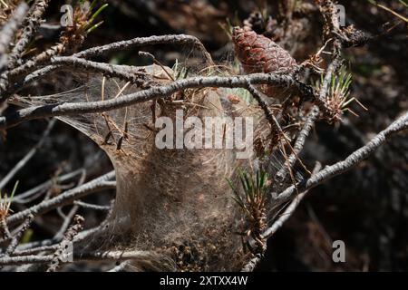 Seidenzelt aus Larven des Kiefernprozessionärs in Kiefern Stockfoto