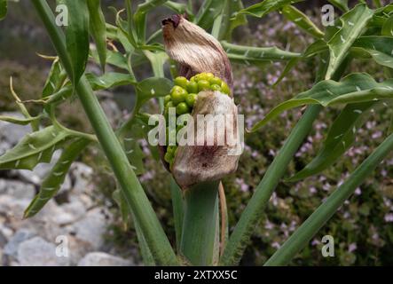 Unreife grüne Samen von Drachenlilie, Dracunculus vulgaris Stockfoto