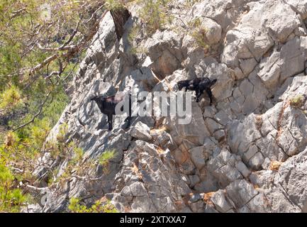 Zwei dunkelbraune Ziegen, Hirsch und Kind, klettern auf eine steile Kalksteinklippe Stockfoto