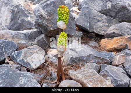 Unreife grüne Samen von Drachenlilie, Dracunculus vulgaris, wachsen zwischen Felsen Stockfoto