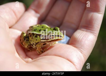 Nahaufnahme eines kleinen Wasserfrosches, der auf einer Hand sitzt Stockfoto