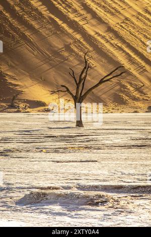 Kameldornakazie in Deadvlei, Sossusvlei Park, Namib, Namibia, Afrika Stockfoto