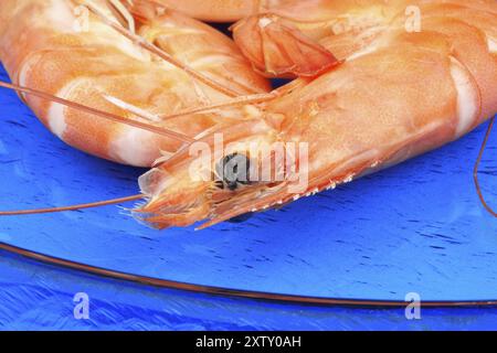 Nahaufnahme gekochter Garnelen über einer blauen Glasplatte. Selektiver Fokus, oberer Freiheitsgrad Stockfoto