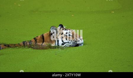 Sibirische Tiger, Amurtiger, die größten und stärksten Großkatzen der Welt, Lebensraum von Ostrussland, Nordkorea und China Stockfoto