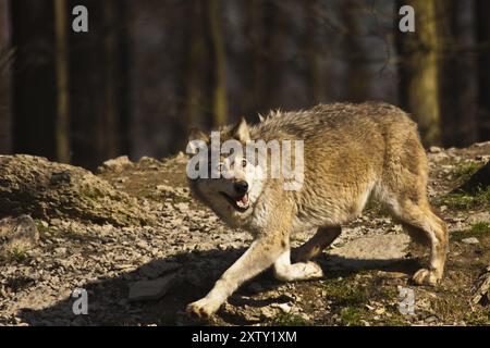 Holzwolf oder amerikanischer Grauwolf (Canis Lupus lycaon) Stockfoto