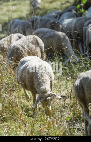 Herde von Schafen (Tiefenschärfe) auf einer Wiese an einem heißen Sommertag Stockfoto