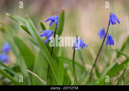 Sibirischer Schnitzel (Scilla siberica). Allgemeine Sicht auf die blühende Pflanze Stockfoto