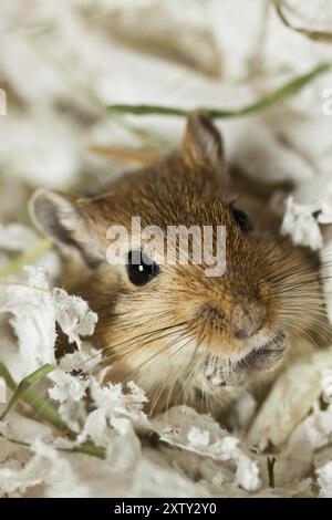 Mongolische Gerbil (Meriones) im Terrarium Stockfoto