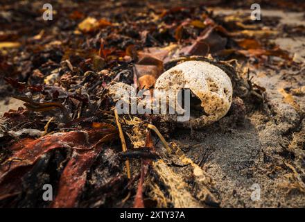 Ein Sommer HDR-Bild von einem Meeresschwamm Porifera, der aussieht wie ein Monster, das mit Algen am Strand angespült wurde. Benbecula, Äußere Hebriden, Schottland. 31. Juli 2024 Stockfoto