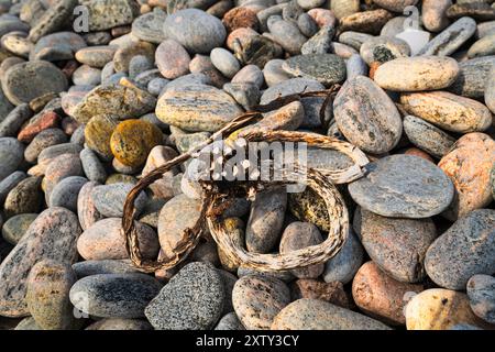 Ein HDR-Bild von Algen, die sich mit den Kieselsteinen an einem Strand in benbecula, Äußere Hebriden, Schottland, verbinden. 31. Juli 2024 Stockfoto