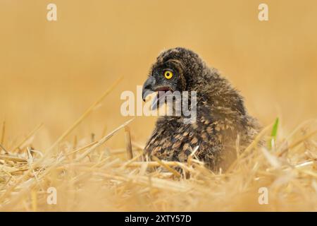 Kurzohr-Eulen Asio Flammeus-Vogel junge nördliche Langohr-Eulenfeder sitzend auf Zweig staubige Flause wilde Natur Kleingehörnte Katze, schönes Tier Stockfoto