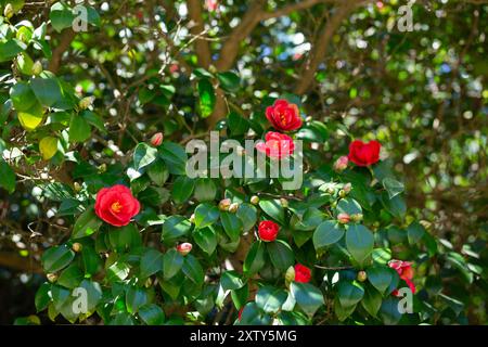 Große Masse von dunkelroten Camellia Black Lace Blüten im Frühjahr Stockfoto