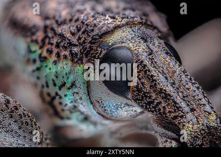 Compound Eye, Weevil, Rhinoscapha dohrni Stockfoto