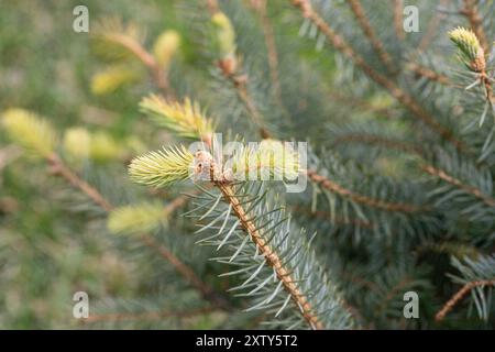 Fichtenzweige auf grünem Hintergrund. Die blaue Fichte, die grüne Fichte, die weiße Fichte. Picea Abies. Nahaufnahme eines Kiefernzweigs im Frühjahr. Stockfoto